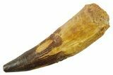 Real Spinosaurus Tooth - Large Dinosaur Tooth #380900-1